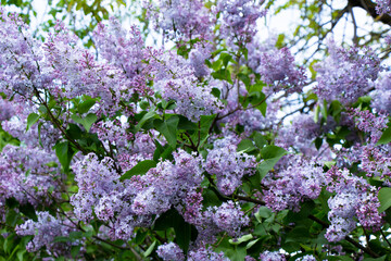 Lilac blooms in the garden of grandmother's lilac blooms