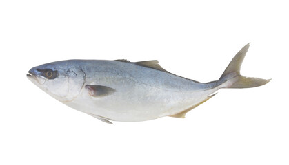 Amberjack fish isolated on white background