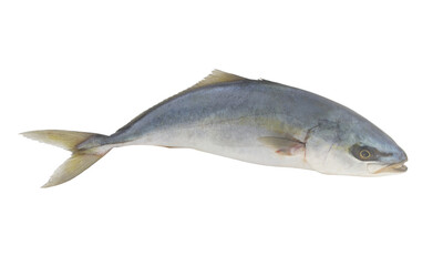 Raw amberjack fish isolated on white background