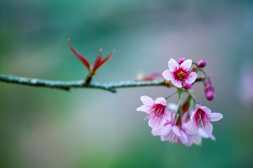 Close up of Wild Himalayan Cherry (Prunus cerasoides) with blur background at Chiang Mai, Thailand.