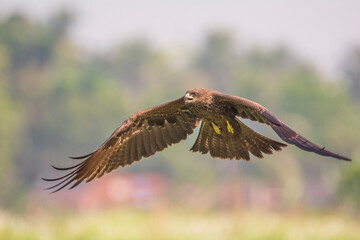 Closeup of a Black-eared Kite (Milvus lineatus) flying.