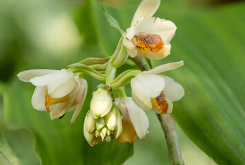 White flowers close-up macro with soft focus on a meadow in nature. White grass flowers on blurred background nature.