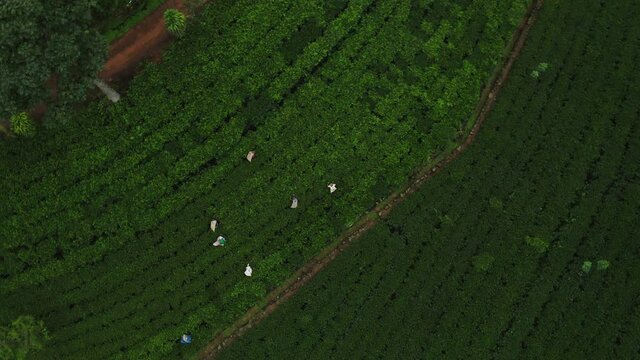 Top down of local tea pluckers in green plantation of Sri Lanka, Hatton