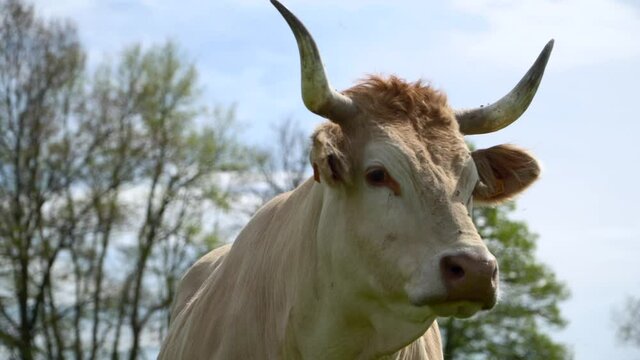 Cow with majestic horns and insects on face overwatching territory in close up