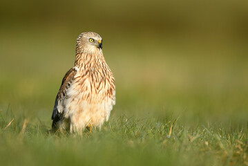 Western Marsh harrier ( Circus aeruginosus )  - male