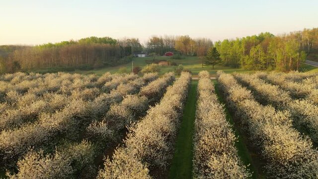 Spring Cherry Trees Blossoms in Door County, Wisconsin. Aerial view of an orchard in springtime