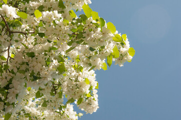 branch of apple tree with white flowers on a background of flowering trees. Copy space