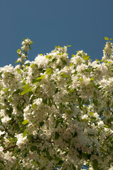 branch of apple tree with white flowers on a background of flowering trees. Copy space