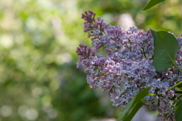 purple lilac bush blooming in May day