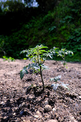 家庭菜園で育てるトマトのイメージ素材