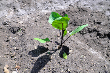 畑で成長するナスの苗