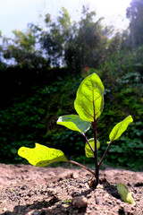 畑に植えたナスの苗