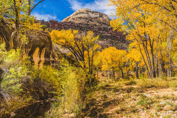 Yellow Cottonwood Trees White Rock Mountain Canyonlands Needles Utah