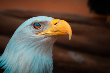 2021-04-12 CLOSE UP  HEAD PHOTOGRAPH OF A BALD EAGLE WITH ITS EYE LID CLOSED