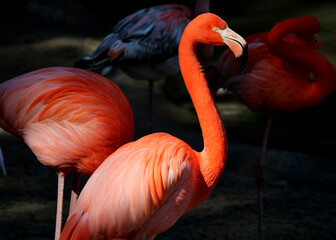 Close-up photo of Pink Flamingo in a group