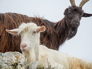 Kid with his mother. Wild goat grazing in the meadows of the Italian Alps. Natural mountain...
