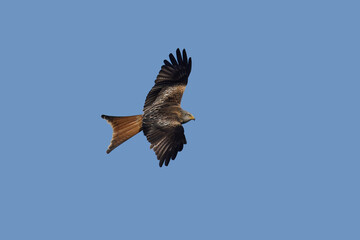 Red kite (Milvus milvus)