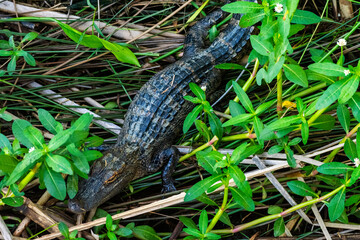 Juvenile Alligator in Meaher State Park
