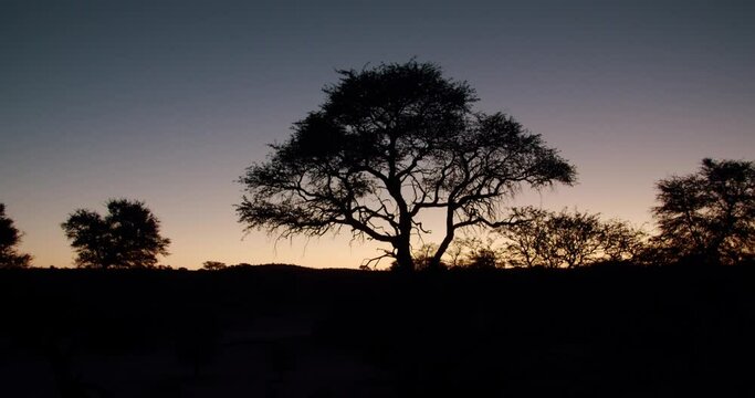 African savana tree silhouette in the sunset
