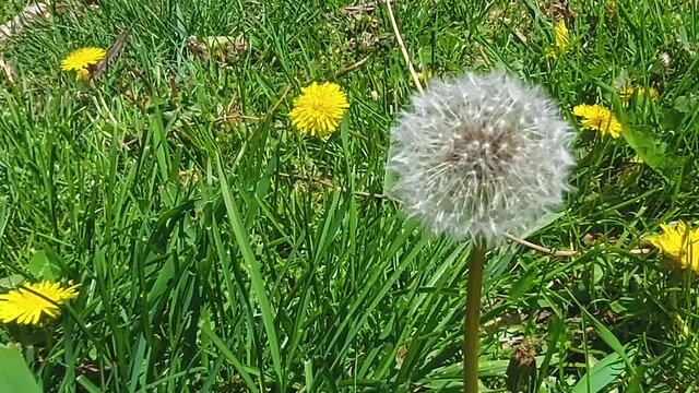 One single dandelion covered in seeds, Close up