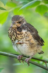 A fieldfare chick, Turdus pilaris, has left the nest and is sitting on a branch. A chick of...