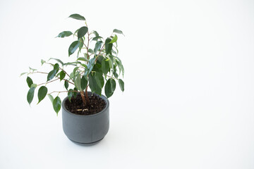 A vase with a houseplant. Greening concept hotel room fresh interior. Beautiful plant on a white background.