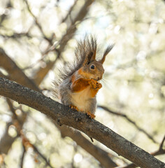 Naklejka na ściany i meble A squirrel on a tree nibbles nuts