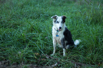 Obraz premium Border Collie