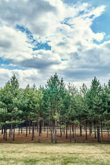 Picturesque forested artificial forest with rows of young pine trees growing under blue sky with fluffy clouds on sunny spring day