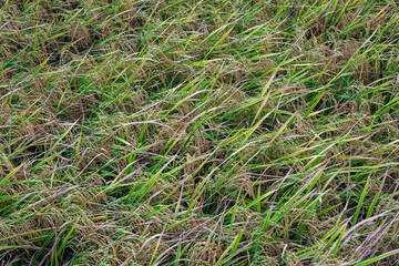 Ripe rice field on the farm ready for harvest.