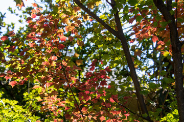 Red and green autumn leaves isolated image for background use