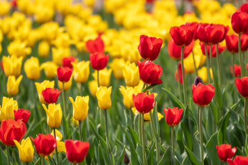 Fototapeta premium Red and yellow tulips on a green background