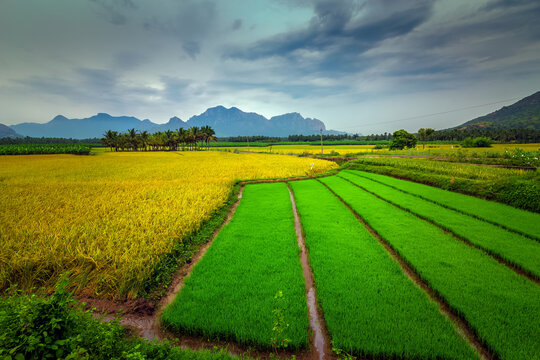 Green field of growing rice plant with dramatic sky nature landscape background. © AFZALKHAN