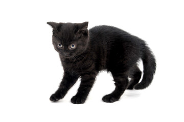a fluffy purebred black kitten stands on an isolated background