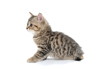 a striped purebred kitten sits on a white background