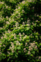 Exotic flowers on a tree with large green leaves.