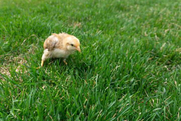 Yellow chicken on the green grass in the farmstead of a farmer. rural lifestyle
