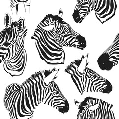 Zebra seamless patter. Animalistic seamless print. Vector