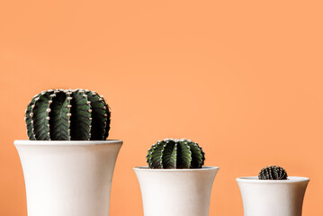 Cactus group Gymnocalycium friedrichii in white pots, LB 2178, VoS Cactus Closeup on Orange...