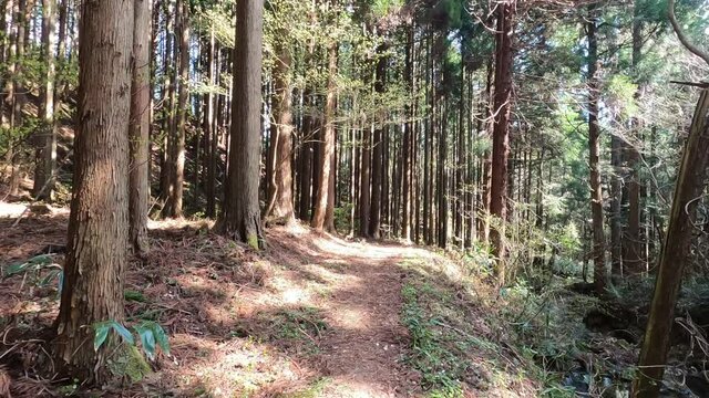 針葉樹林　杉・檜の林