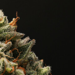 Cannabis with visible trichomes with space for text