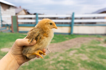 Woman's hand holds a yellow chicken against the background of green grass on the farmstead of a farmer. rural lifestyle