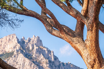 Intricately curved, tangled pine trunks and branches illuminated by the sun