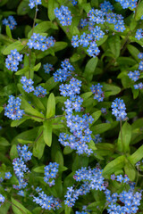 Forget me nots flowers background. Blue flowers.