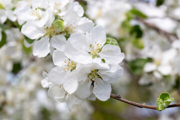 Blooming flowers on apple tree on a sunny spring day