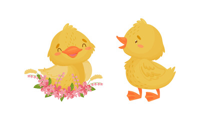 Cute Yellow Duckling Sitting in Floral Nest and Walking Vector Set