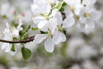 Blooming flowers on apple tree on a sunny spring day