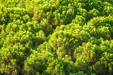 Naklejka premium Closeup photo of green needle pine tree. Small pine cones at the end of branches. Blurred pine needles in background