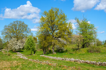 Dirt road in a old cultural landscape at spring