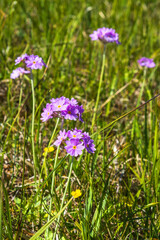 Fototapeta premium Bird's-eye primrose flowers on a meadow